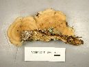 Trametopsis cervina image