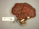 Media resource of Trichoderma harzianum
