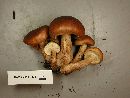 Tricholoma fulvum image