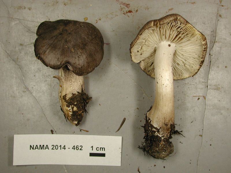 Tricholoma nigrum image