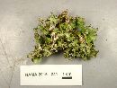 Tuckermannopsis americana image