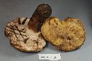Tylopilus atronicotianus image