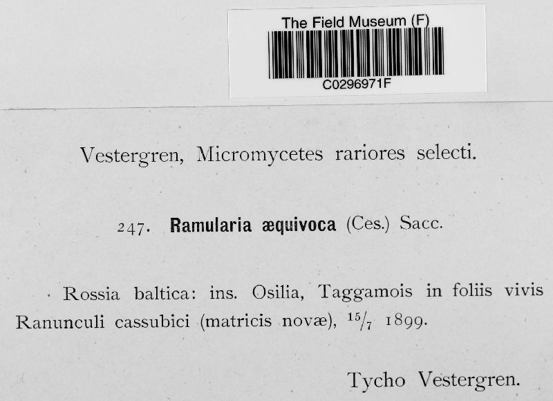 Ramularia aequivoca image