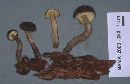Boletellus chrysenteroides image