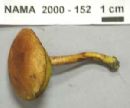 Media resource of Boletus hypoxanthus
