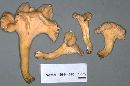 Cantharellus lateritius image