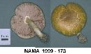 Media resource of Pluteus mammillatus