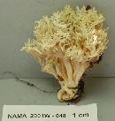 Clavulina coralloides image