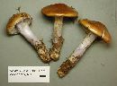Cortinarius collinitus image