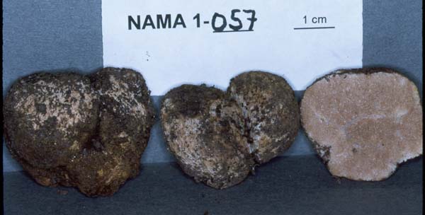 Gautieria graveolens image