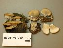 Hohenbuehelia petaloides image