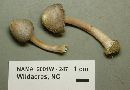 Inocybe albodisca image