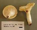 Lactarius glaucescens image