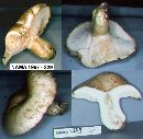 Media resource of Lactarius gossypinus