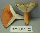 Lactarius hygrophoroides image