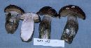Thumbnail image of current specimen