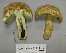 Leccinum rugosiceps image
