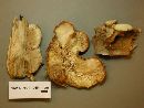 Lentinellus ursinus image