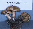 Pholiota spumosa image