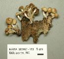 Psathyrella piluliformis image
