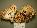 Media resource of Ramaria amyloidea