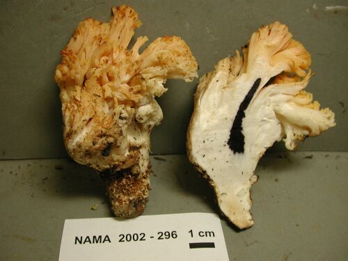 Ramaria amyloidea image