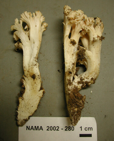 Ramaria velocimutans image