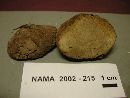 Rhizopogon ochraceorubens image