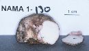 Rhizopogon rubescens image