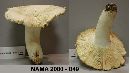 Media resource of Russula albidicremea