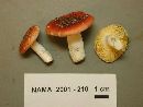 Russula risigallina image