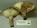 Russula dissimulans image