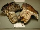 Russula nigricans image