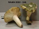 Russula subgraminicolor image