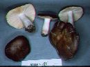 Russula zelleri image