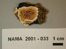Steccherinum ochraceum image