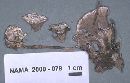 Thelephora vialis image
