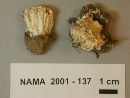 Tremellodendron pallidum image
