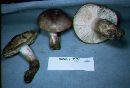 Tricholoma populinum image