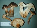 Tricholoma vaccinum image