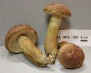 Tylopilus rubrobrunneus image