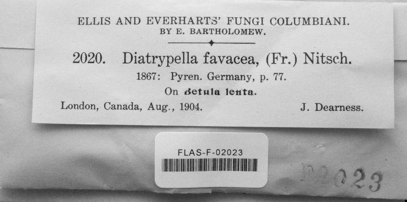 Diatrypella favacea image