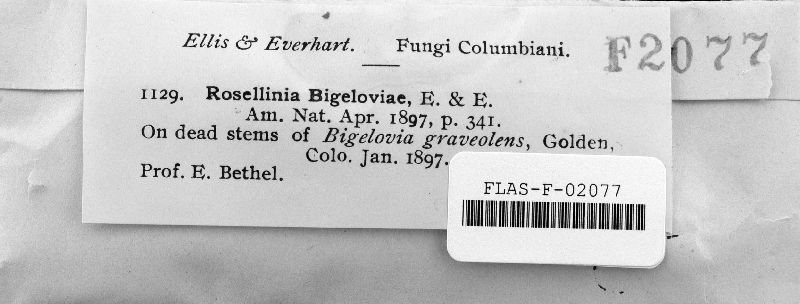 Rosellinia bigeloviae image