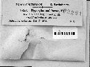 Hypoxylon multiforme image