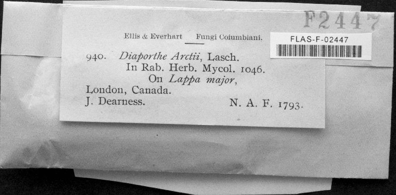 Diaporthe arctii image