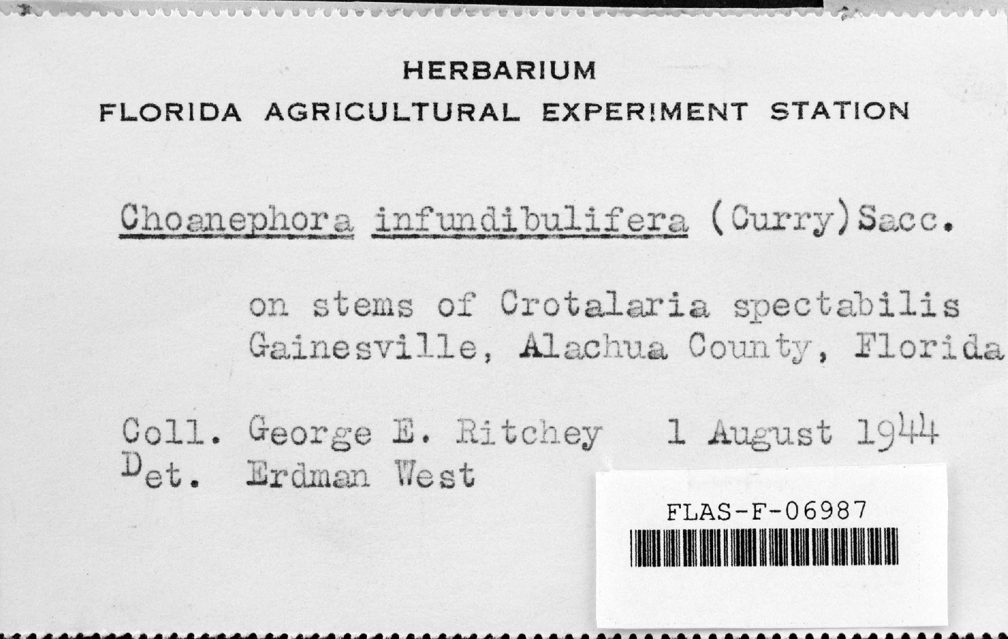 Choanephora infundibulifera thumbnail