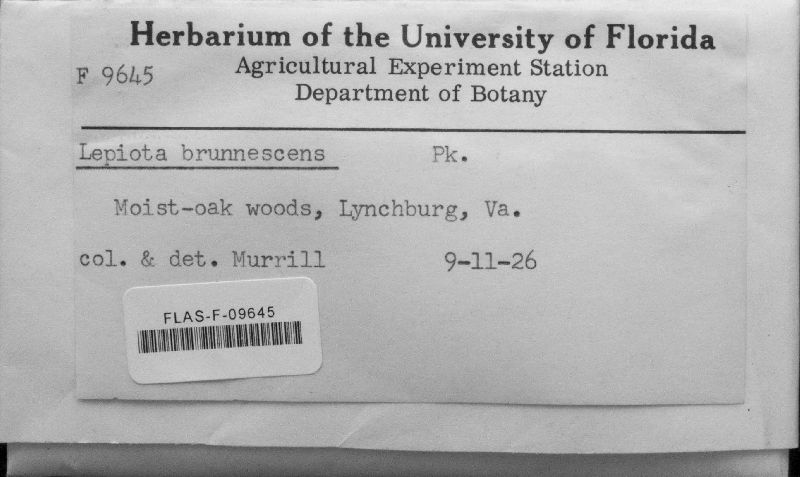 Lepiota brunnescens image