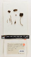 Stropharia subumbonatescens image