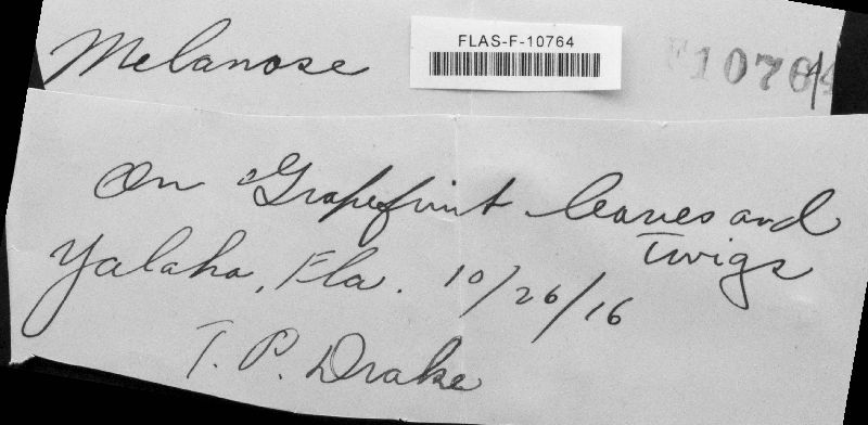 Diaporthe citri image