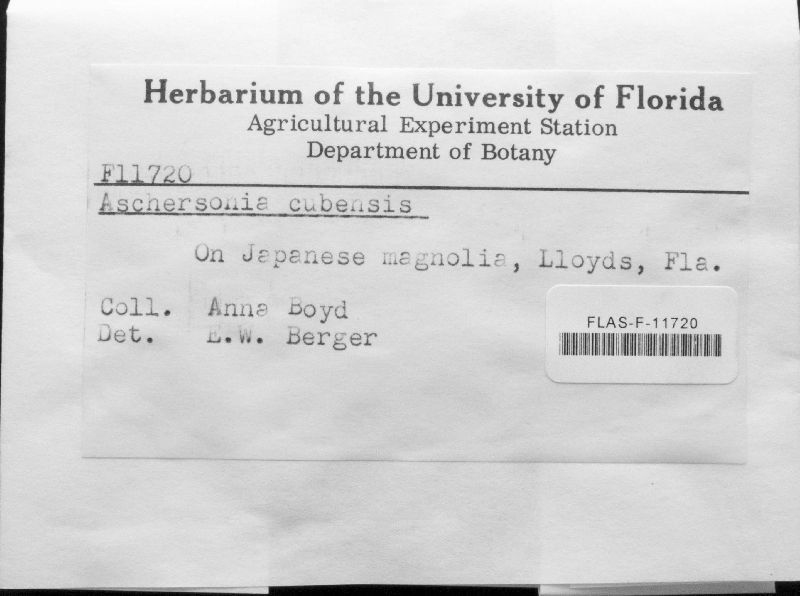 Aschersonia cubensis image